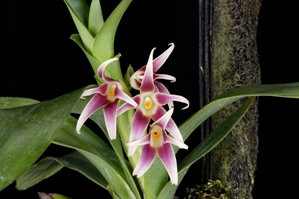 Maxillaria bradeorum Violet Sunburst CHM/AOS 82 pts. Inflorescence